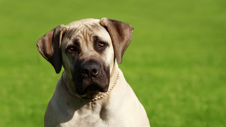 32 big dog breeds that make sensible pets