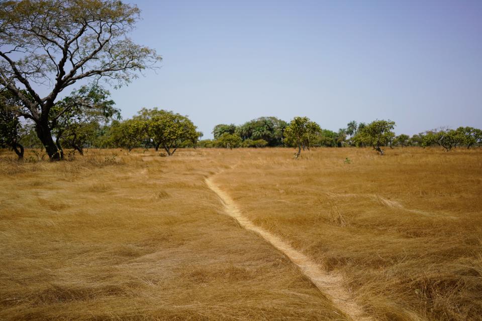 A photo of a small trail between a wide swath of dry, golden grass in Senegal.