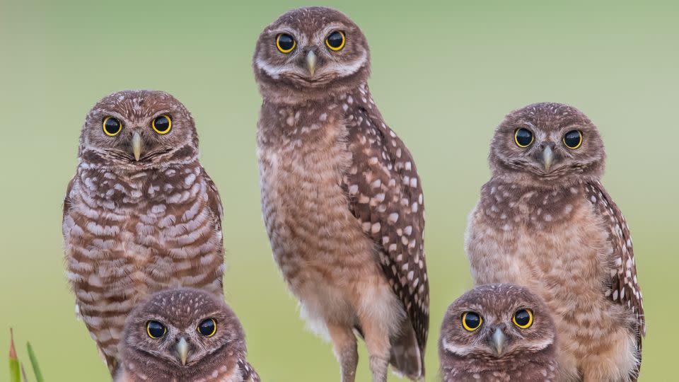 A family portrait of burrowing owls in Florida. Open grasslands are shrinking where the tiny burrowing owl makes its home nesting in underground burrows. - Carlos Carreno/Moment RF/Getty Images/File