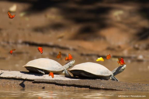 Butterflies drinking the tears of two yellow-spotted river turtles.