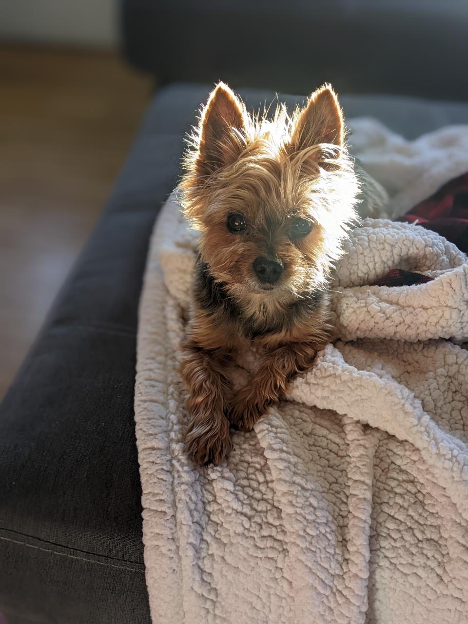 a dog sitting on the couch on top of a blanket