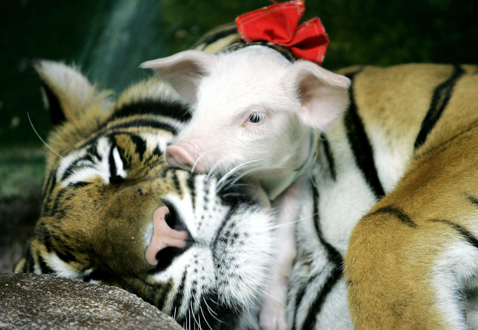 Un cerdito descansa en el cuello de un tigre adulto en el zoo de Sriracha, en Tailandia.