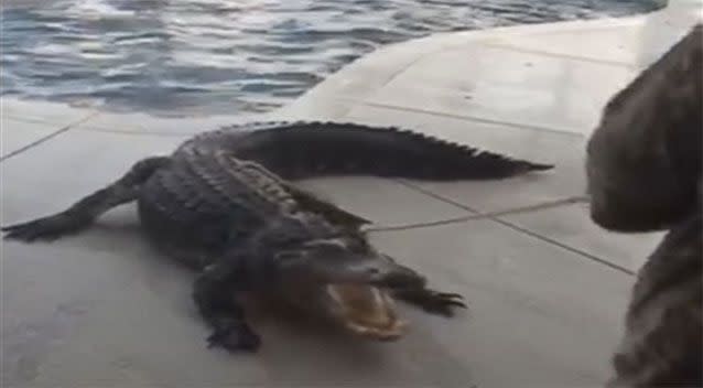 The three-metre alligator took a dip in a Florida pool. Picture: Laura Lear