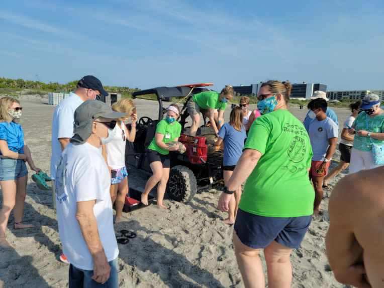 The organizations released a green sea turtle named Schnitzel and a Loggerhead named Sunflower, weighing in at 130 pounds, back to the ocean.