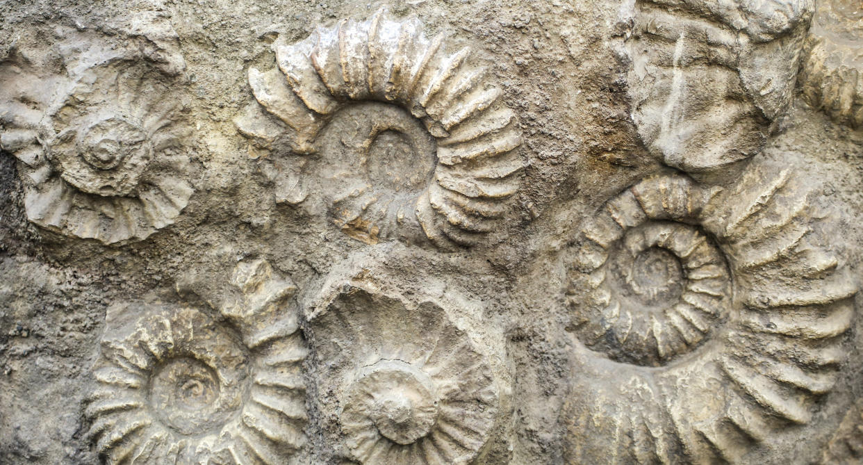 6-year-old girl discovers a 65-million-year-old fossil. (Photo: Getty Images)