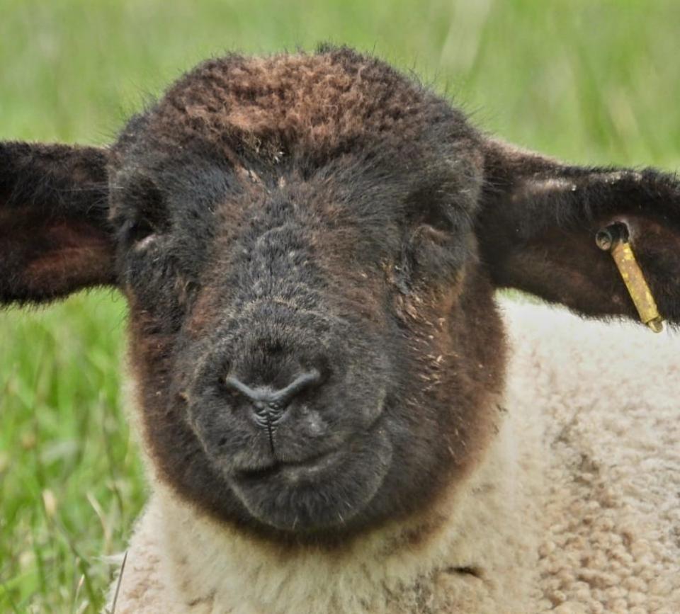 Western Telegraph: Is that a smile on the face of this Pembrokeshire lamb?