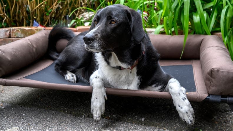 The K&H Original Bolster Pet Cot Elevated Dog Bed is the best dog bed we tested.