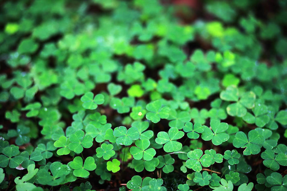 三葉酢醬草（Image Source : Getty CreativeiStockphoto）