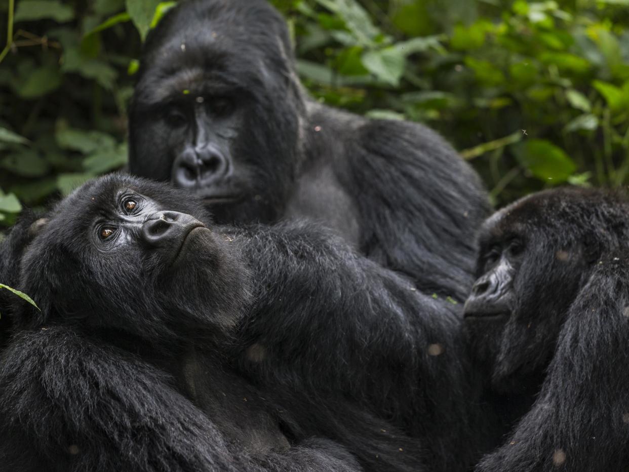 Anti-poaching efforts have helped boost mountain gorilla numbers by hundreds in recent decades: Getty