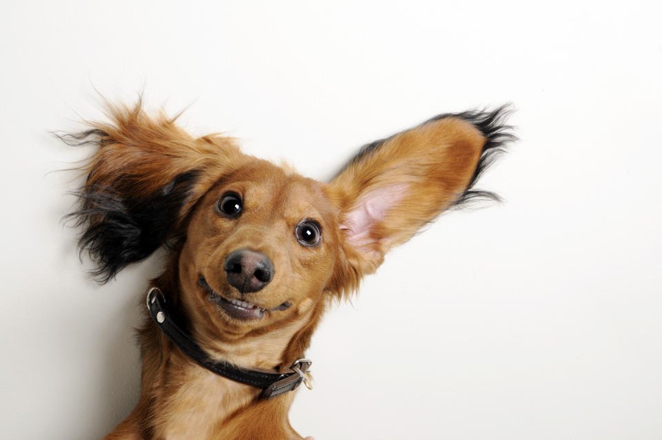 Die Forscher nehmen an, dass der Selektionsdruck während der Domestizierung die Gesichtsmuskulatur der Hunde verändert hat. (Bild: Getty Images)