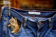 Around my cabin are a lot of ground squirrels and chipmunks. I always have pecans or peanuts in my pocket to feed them. One afternoon, I found them exploring my pockets in a pair of jeans drying on the clothesline! (Photo and caption Courtesy Betsy Seeton / National Geographic Your Shot) <br> <br> <a href="http://ngm.nationalgeographic.com/your-shot/weekly-wrapper" rel="nofollow noopener" target="_blank" data-ylk="slk:Click here" class="link ">Click here</a> for more photos from National Geographic Your Shot.