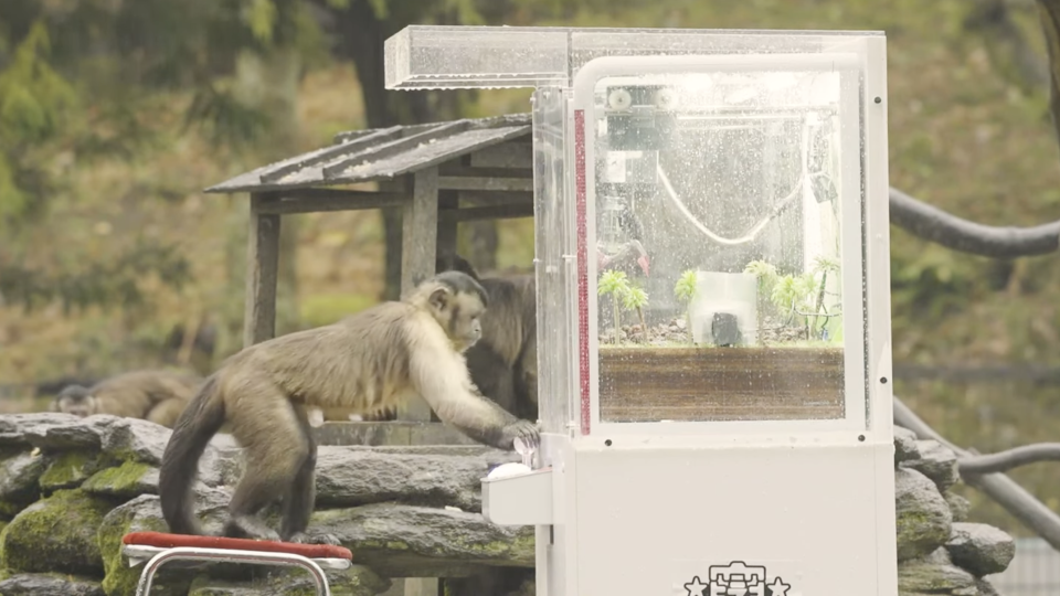 Japanese experiment finds out whether monkeys can play crane games. (Screenshot: YouTube)