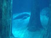 Their new home at the River Safari is four times as large, and is part of the Amazon Flooded Forest exhibit, which showcases the annual flooding of the Amazon rainforest where fish and the other creatures swim among the trees.