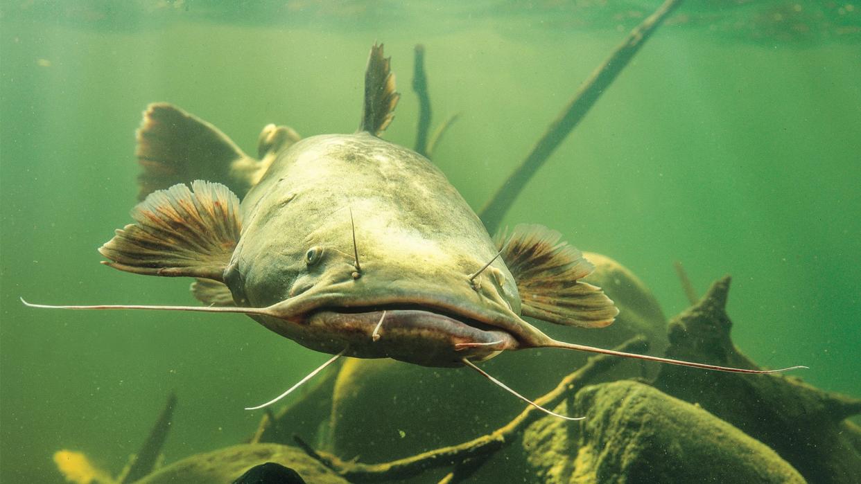 photo of flathead catfish for what to catfish eat