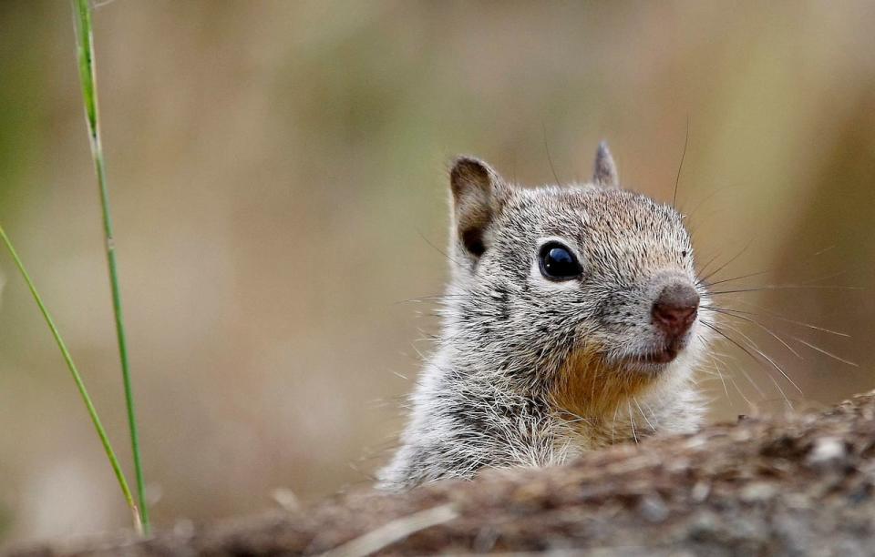 Typically, power outages caused by squirrels, raccoons and birds coming into contact with equipment are resolved in about two hours, a spokesperson for Toronto Hydro said in an email.  (The Associated Press/ The News-Review, Robin Loznak - image credit)