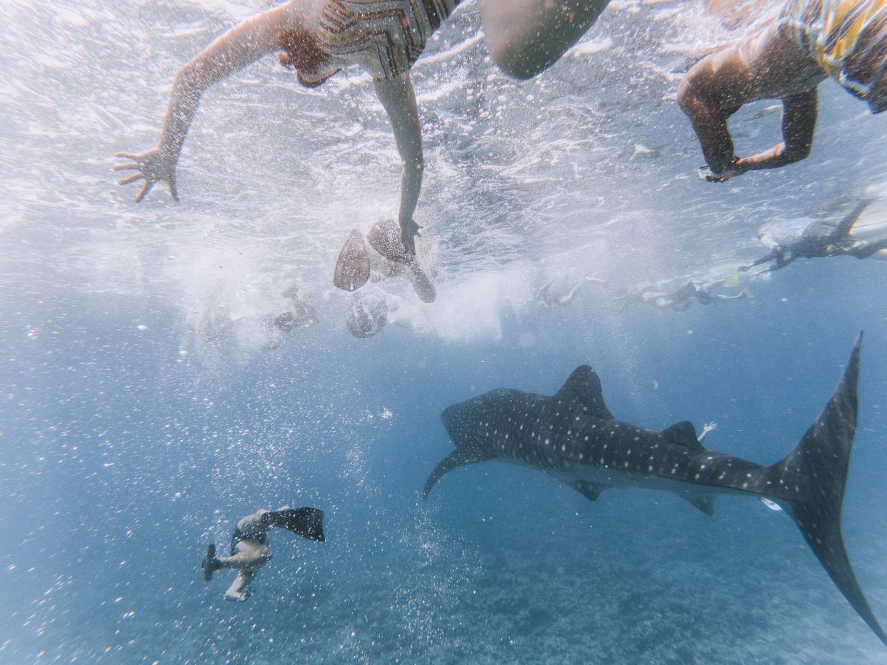 Swimming together in the ocean