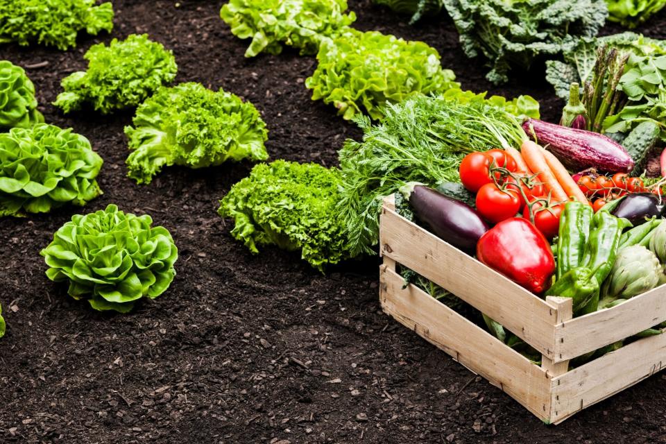 abundant vegetable garden ready for compost tea