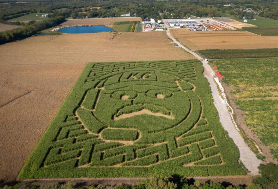 A corn maze carved in the likeness of Kansas City Chiefs Head Coach Andy Reid was created in an eight-acre field of corn at Johnson Farms, 17701 Holmes Rd., in Belton, Missouri.