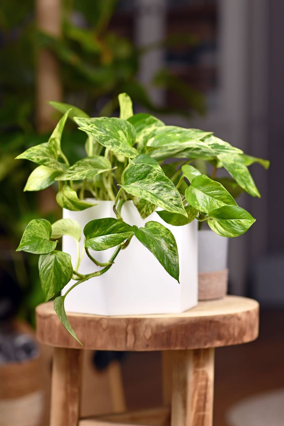 low light houseplants pothos