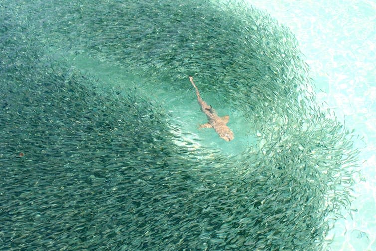 <span class="caption">Black-tip reef shark surrounded by fish in a shallow lagoon in the Maldives.</span> <span class="attribution"><span class="source">Mohamed Shareef / shutterstock</span></span>