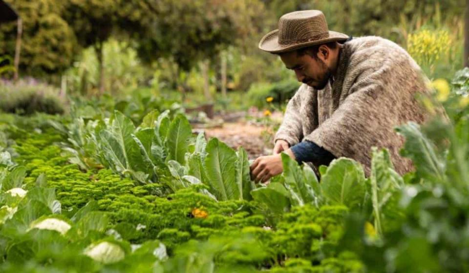 Gobierno Petro firmó decreto reglamentario de los Territorios Campesinos Agroalimentarios (Tecam). Foto: Alcaldía de Bogotá