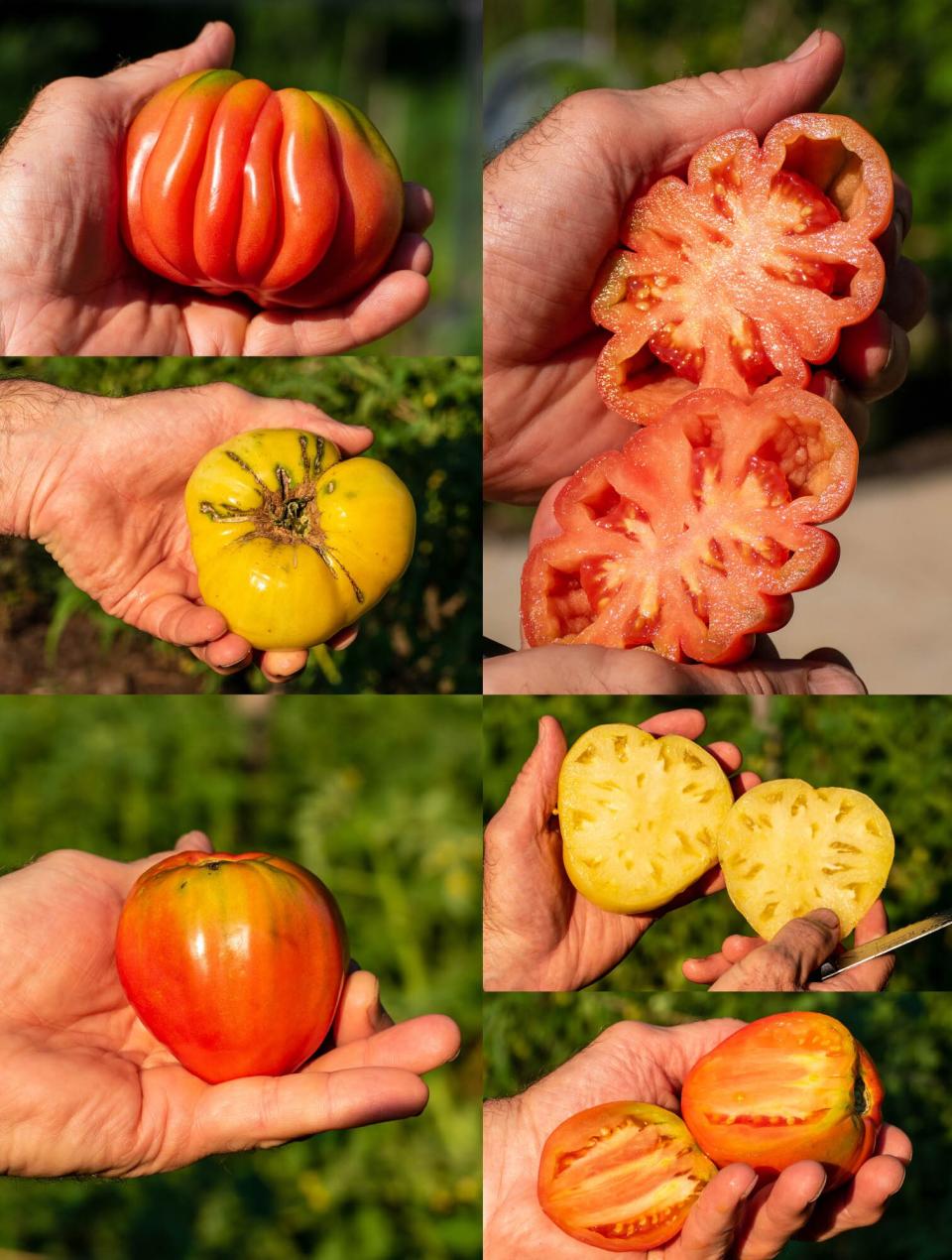 Red Gezahnte, White Queen, Russian Oxheart tomatoes