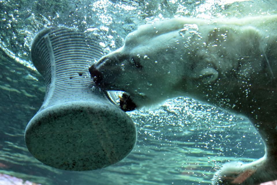 Polar bear Anoki in the Maryland Zoo in Baltimore