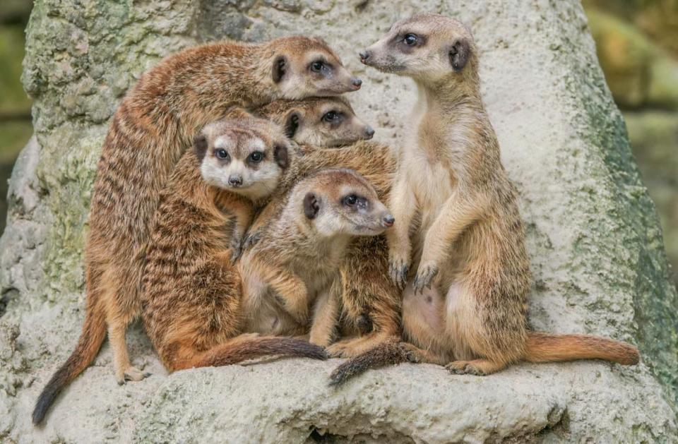 狐獴家族要維持溫馨團結其實很不容易。   圖：台北市立動物園 /提供