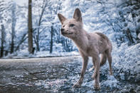 <p>Simon, a friendly fox who often approaches tourists in the exclusion zone, asks for food. (Photo: Vladimir Migutin/Caters News) </p>