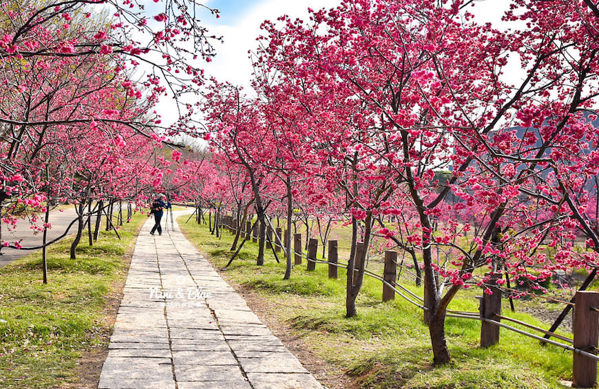 台中后里｜2021 中科崴立櫻花公園