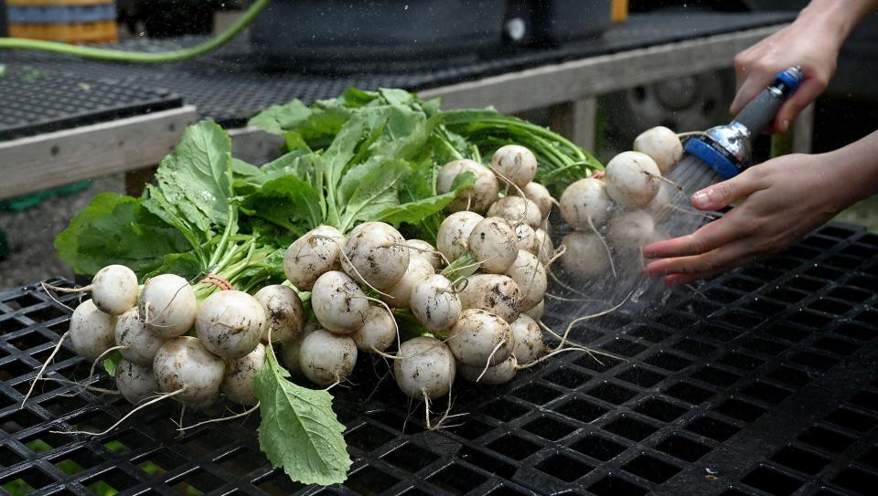 Turnips are rinsed off at Land's Sake Farm in Weston, June 15, 2022.  