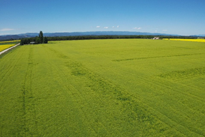 Yield10 Bioscience 50 acres of Camelina planted in Montana, July 2020.