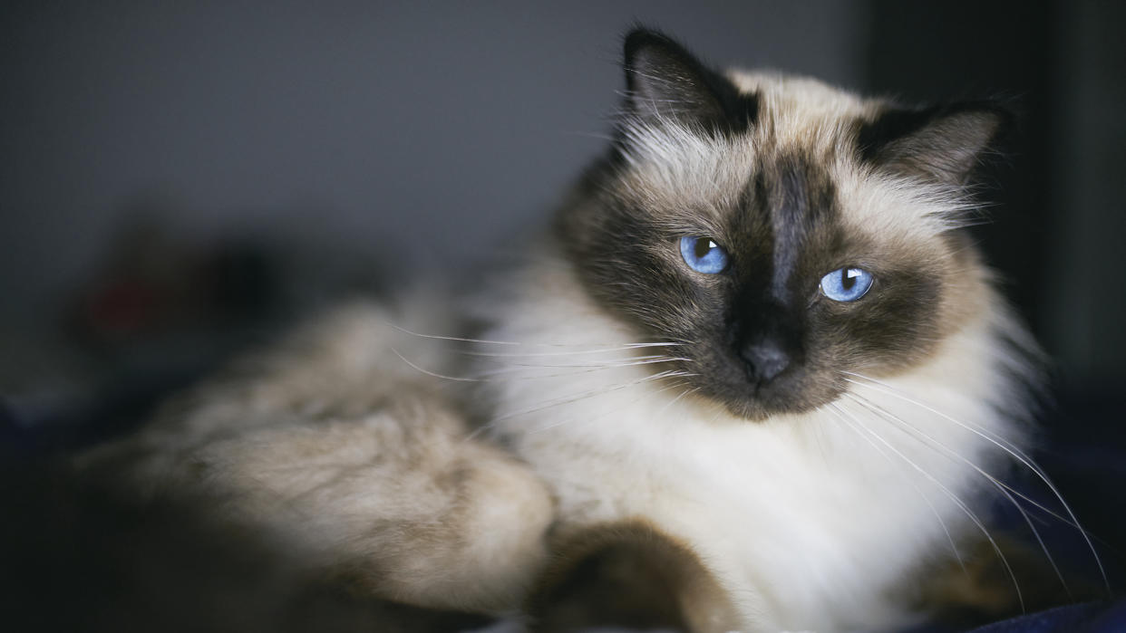  Birman cat lying on bed. 