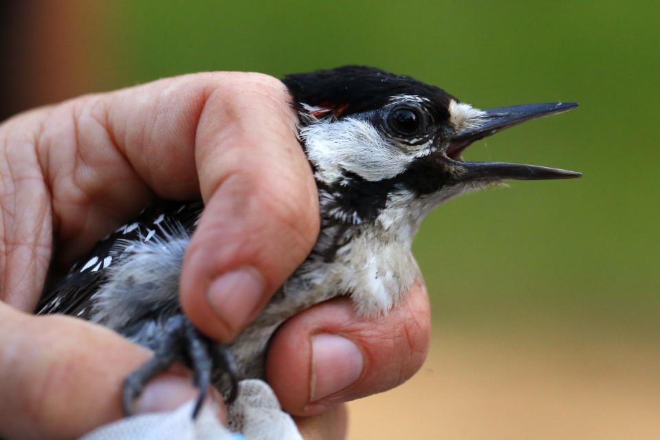 A red-cockaded woodpecker is held by a biologist collecting data on the species at Fort Bragg in North Carolina on Tuesday, July 30, 2019. The bird was captured, measured and banded as part of an ongoing study of the endangered species. (AP Photo/Robert F. Bukaty)