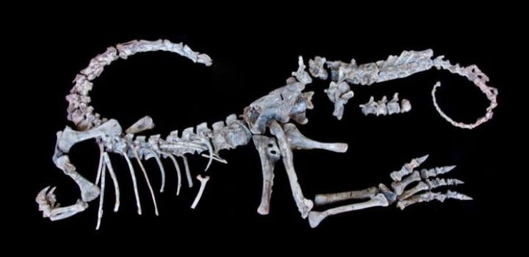 Imagen del fósil <i>Sarahsaurus aurifontanalis</i> Crédito: The Jackson School Museum of Earth History Vertebrate Paleontology Collections / The University of Texas at Austin.