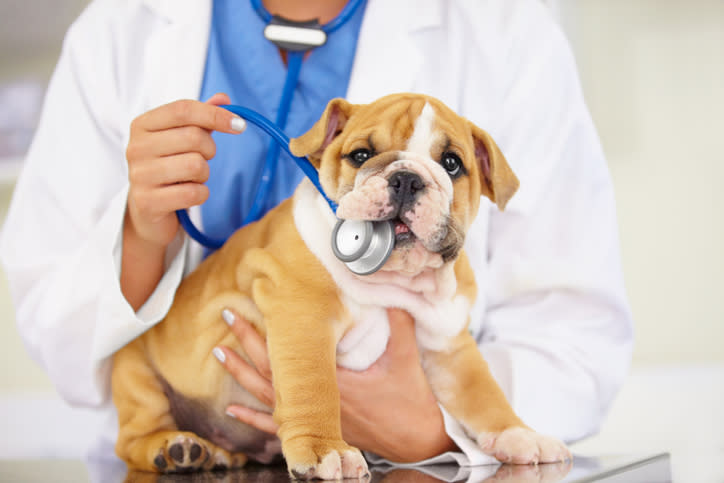 <p>Poi ci sono i veterinari, al 6° posto. C’è una forte interazione con i clienti, e questo può portare a innamorarsi di uno o di una di loro. (Getty) </p>