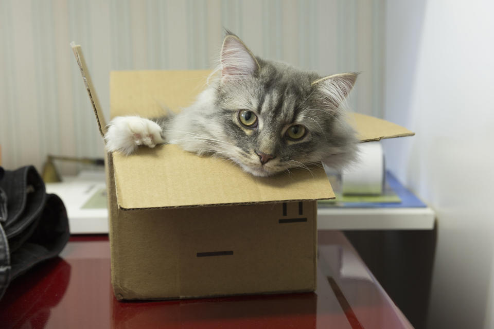 Cat in a brown cardboard box