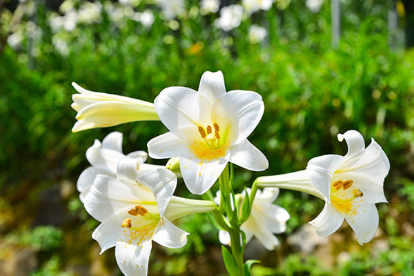 百合花 (圖片來源／交通部觀光局)