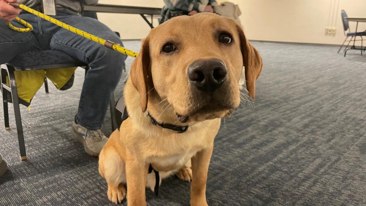 Champ, a Golden and Labrador Retriever mix, eagerly greets people in need of relief on Feb. 16, 2023, at the East Lansing Hannah Community Center.