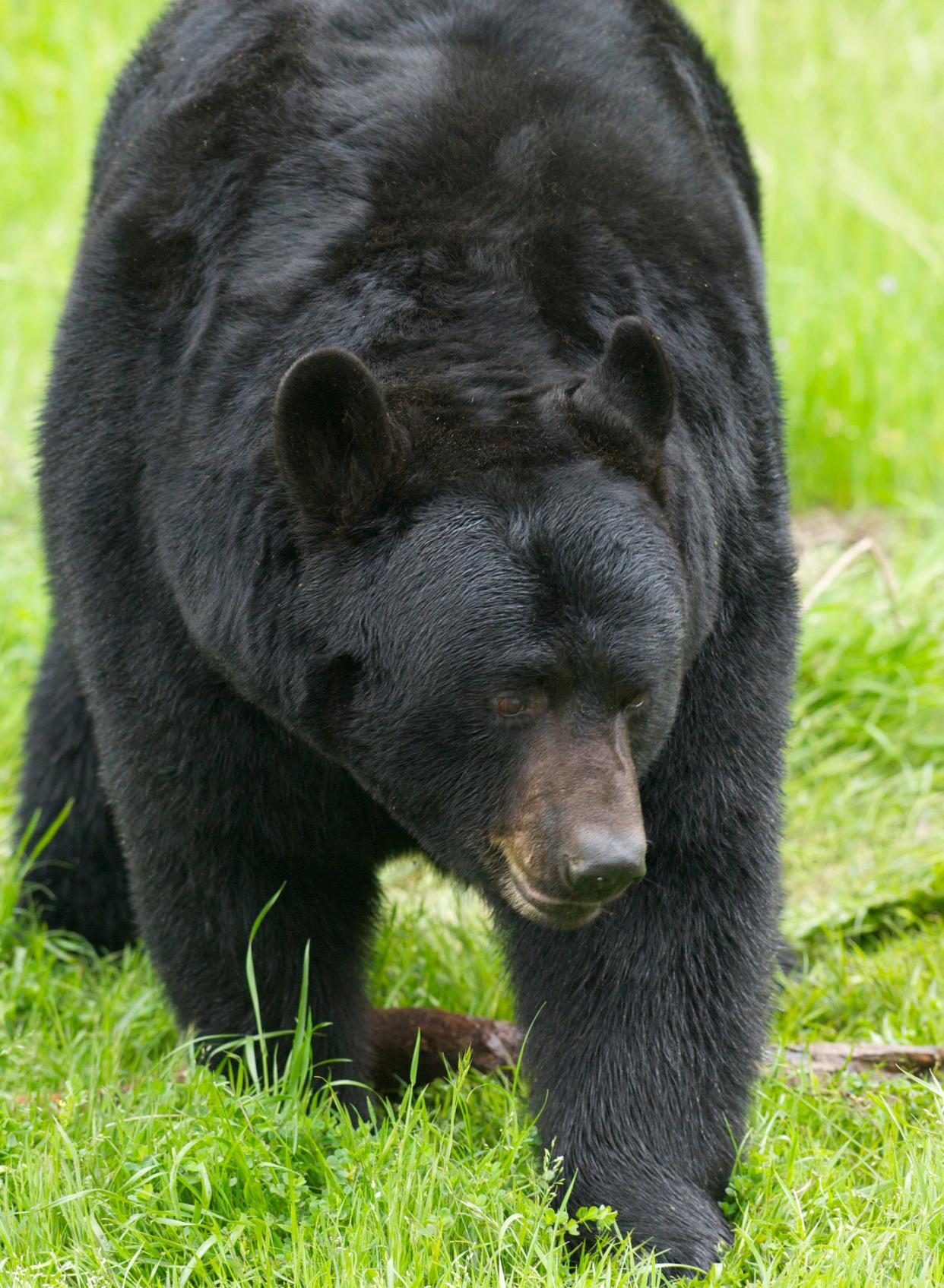 Black bear photographed walking through grass. The bear that mauled a teenage Alaskan runner stayed with the body. (Photo: moose henderson via Getty Images)