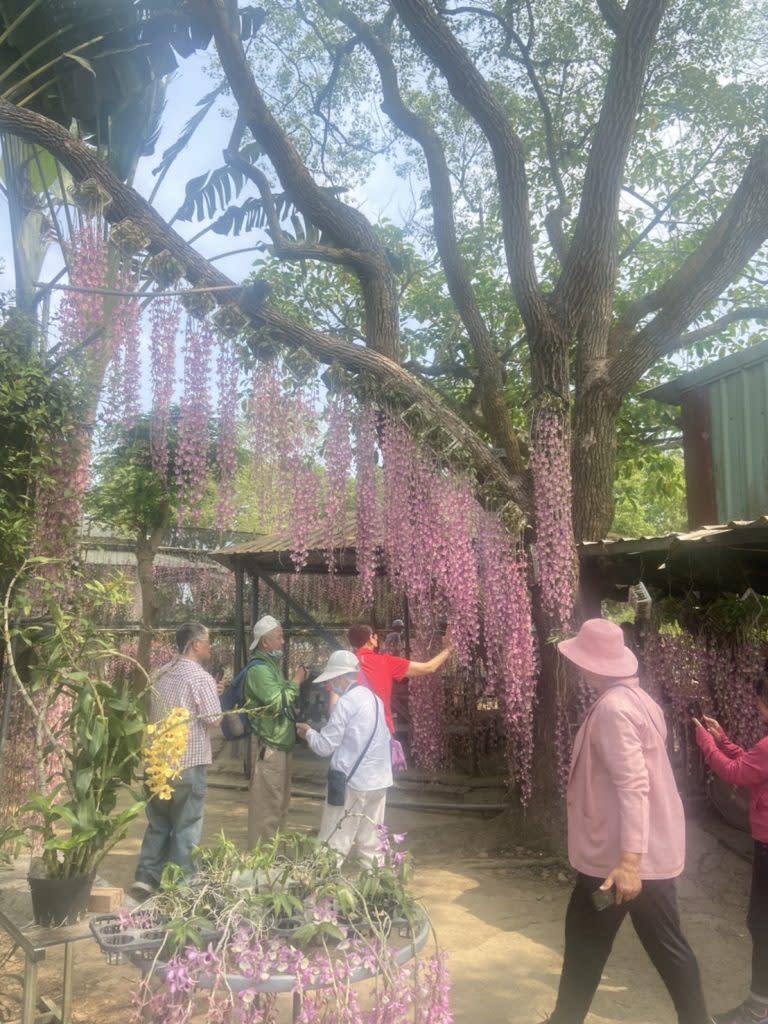 遊客們爭取捕捉最美的春石斛。（記者張淑娟攝）
