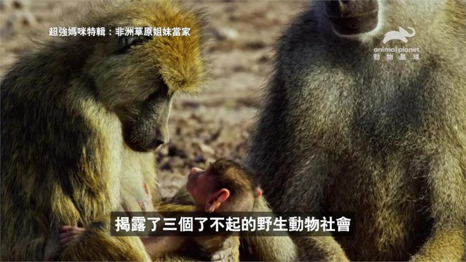 非洲草原女人當家　《超強媽咪特輯》一窺最強動物界母親