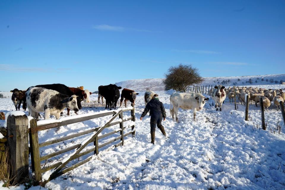 A farmer checks on his cattle in the the North York Moors National Park (PA)