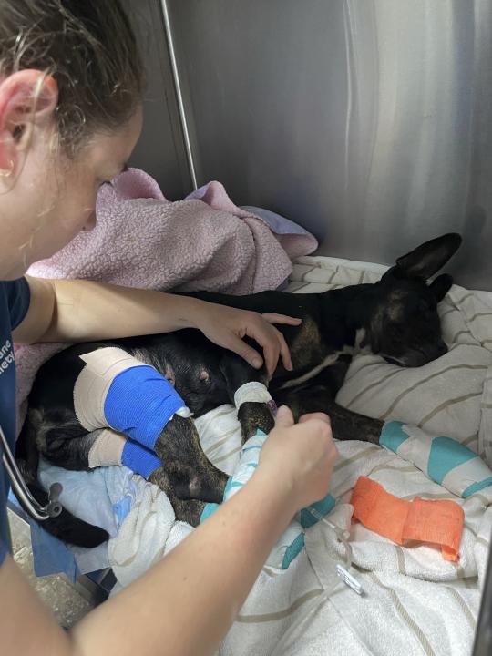 This photo provided by Maui Humane Society released on the week of Aug. 9, 2023, an injured dog is treated at Maui Humane Society in Lahaina, Hawaii. The Maui Humane Society is treating dogs, cats, chickens, pigs and other animals that were badly burned while fleeing the wildfires. (Jenny Miller/Maui Humane Society via AP)