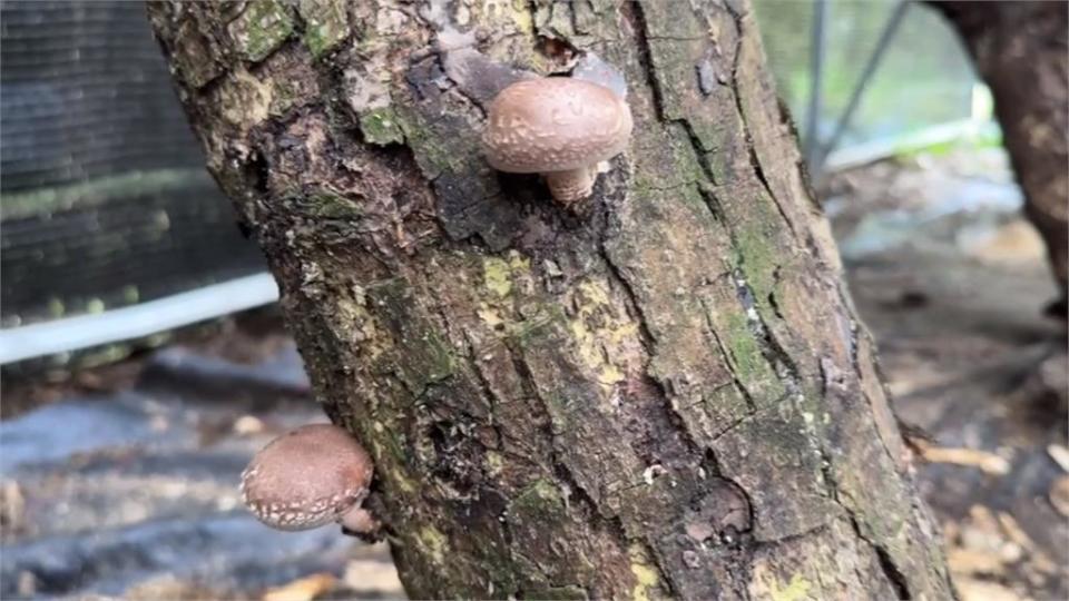 降雨量不足「椴木香菇」長不大！　菇農哀嘆損失慘重