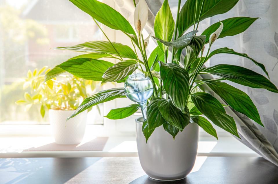 peace lily plant by window indoors