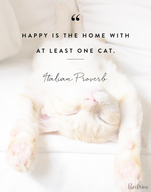 105 Cat Quotes Every Feline Fan Will Like