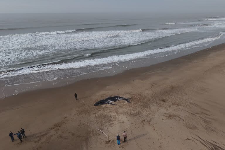 Una ballena apareció muerta en las playas de Valeria del Mar