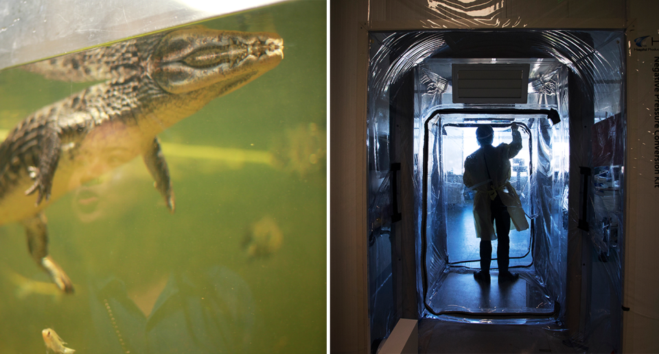 Left - a crocodile in a green coloured tank. Right - Inside a hospital room with PPE to prevent the spread of disease.