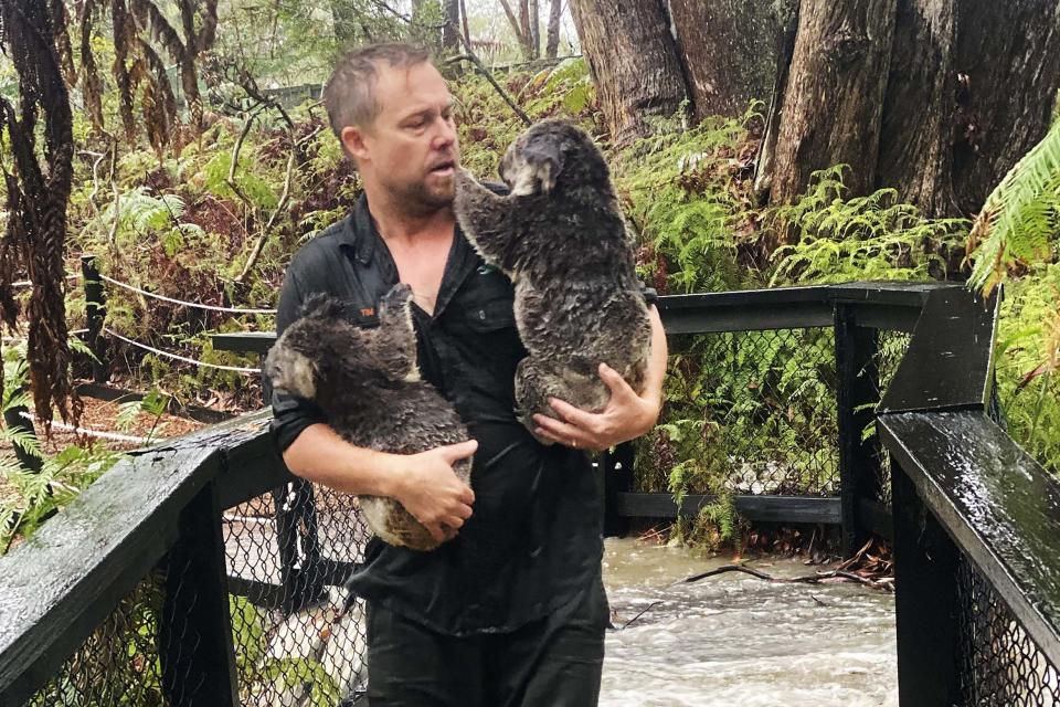 A staff member carrying koalas during a flash flood at the Australian Reptile Park in Somersby: AUSTRALIAN REPTILE PARK/AFP via